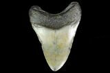 Fossil Megalodon Tooth - North Carolina #129961-1